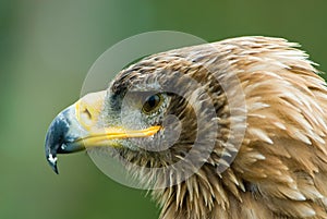 Steppe Eagle