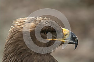 Steppe Eagle