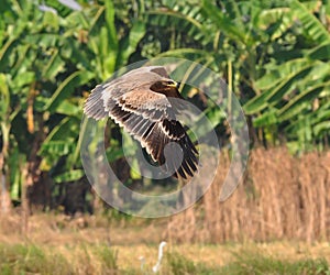 Steppe Eagle