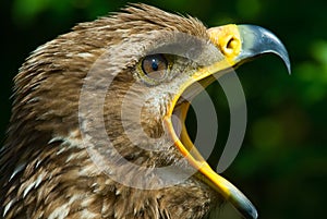 Steppe eagle