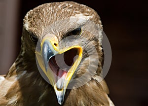 Steppe eagle photo