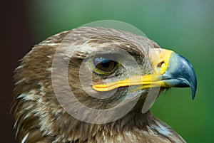 Steppe eagle photo