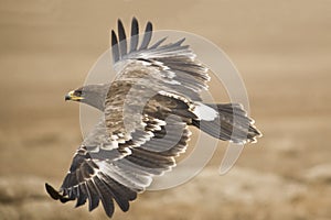The Steppe Eagle photo