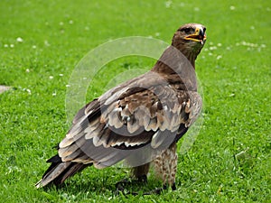 Steppe Eagle - Aquila nipalensis