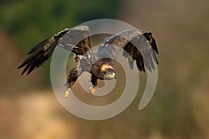 Steppe Eagle, Aquila nipalensis, bird moving action scene, flying dark brawn bird of prey with large wingspan, Norway