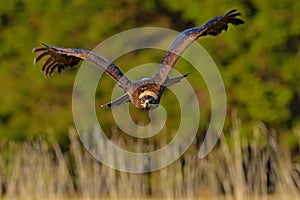 Steppe Eagle, Aquila nipalensis, bird moving action scene, flying dark brawn bird of prey with large wingspan, Sweden