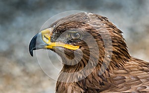 The steppe eagle - Aquila nipalensis, is a bird of prey. Like all eagles, it belongs to the family Accipitridae