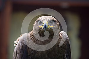 Steppe Eagle, Aquila nipalensis, detail of eagles head.