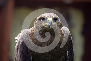 Steppe Eagle, Aquila nipalensis, detail of eagles head.