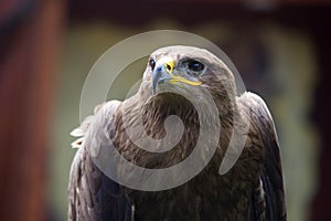 Steppe Eagle, Aquila nipalensis, detail of eagles head.