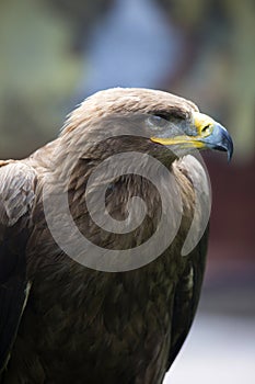 Steppe Eagle, Aquila nipalensis, detail of eagles head.