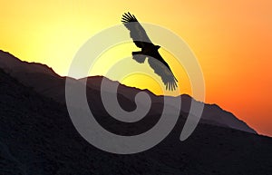 Steppe Eagle Aquila nipalensis flying along mountain ridge