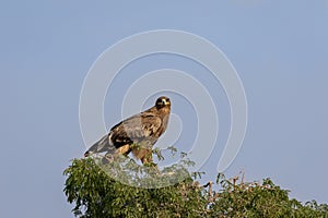 Steppe eagle or Aquila nipalensis perched on tree at jorbeer conservation reserve bikaner rajasthan india