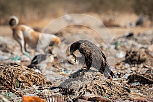 Steppe eagle or Aquila nipalensis portrait or close-up during winter migration at jorbeer conservation reserve or dumping yard