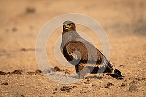 Steppe eagle or Aquila nipalensis portrait at jorbeer conservation reserve, bikaner