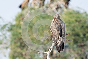 Steppe eagle or Aquila nipalensis portrait at jorbeer conservation reserve, bikaner