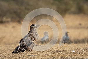 Steppe eagle or Aquila nipalensis portrait a winter migrator bird perched on ground near animal carcass dumping area or site of