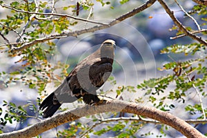 Steppe eagle, Aquila nipalensis. Saswad, Maharashtra, India