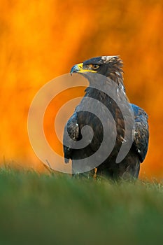 Steppe Eagle, Aquila nipalensis, sitting in the grass on meadow, orange autumn forest in background, Sweden