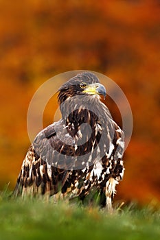 Steppe Eagle, Aquila nipalensis, sitting in the grass on meadow, orange autumn forest in background, Sweden. Wildlife scene from
