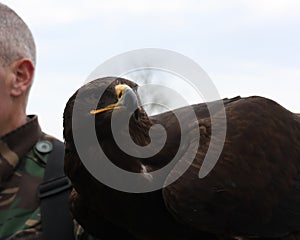 Steppe Eagle, Aquila nipalensis, whilst on arm of falconer