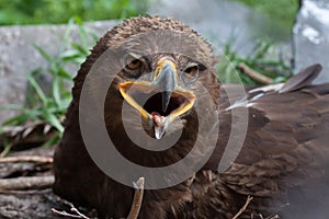 Steppe eagle Aquila nipalensis
