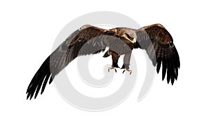 Steppe eagle. (Aquila rapax)