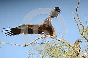 Steppe eagle BIKANER