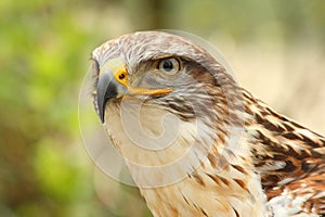 Steppe eagle photo