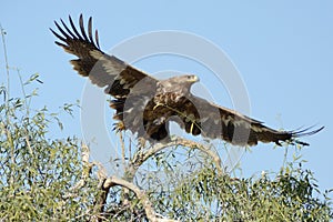 The Steppe Eagle is a bird of prey Taking off