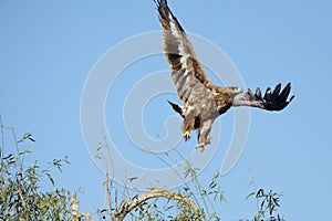 The Steppe Eagle is a bird of prey Taking off