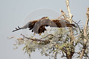 The Steppe Eagle is a bird of prey Taking off bikaner