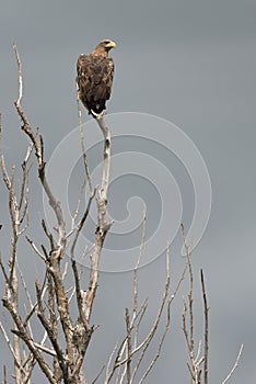 Steppe eagle in the branches of a dead tree. The greatness of a predator. Bird of prey in the wild