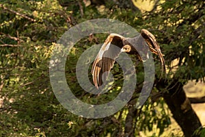 Steppe eagle with catchlight flying from tree photo