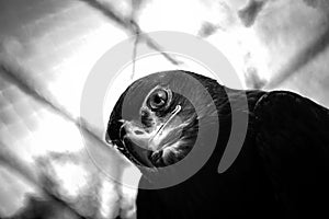 Steppe eagle - close-up portrait
