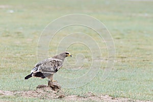 Steppe eagle closeup on wilderness
