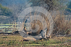 Steppe eagle flock fight full wingspan over spotted deer kill and eastern imperial eagle watching it. Action scene at keoladeo