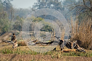 Steppe eagle flock showing dominance on each other with aggression and angry expressions and full wingspan on spotted deer kill