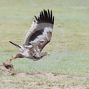 Steppe eagle fly closeup