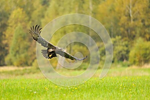 Steppe Eagle flying above the ground