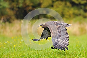 Steppe Eagle flying above the ground