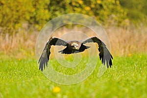 Steppe Eagle flying above the ground