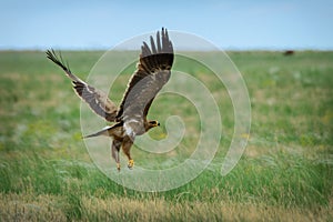 Steppe eagle flying photo