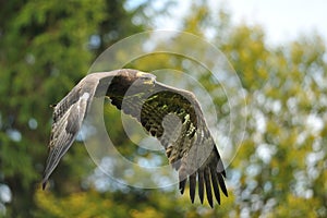 Steppe Eagle flying before trees