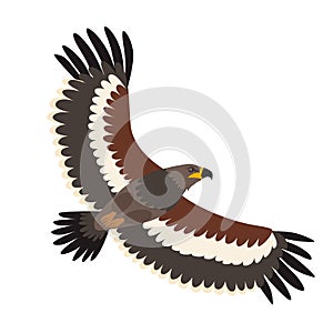 Steppe eagle icon vector illustration. Cartoon style bird