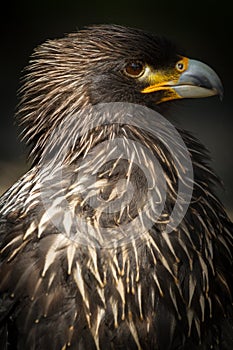 Steppe Eagle (lt. Aquila nipalensis)