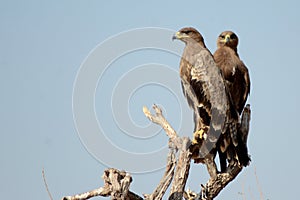 The Steppe Eagle Pair BIKANER