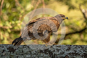 Steppe eagle perched on branch with catchlight