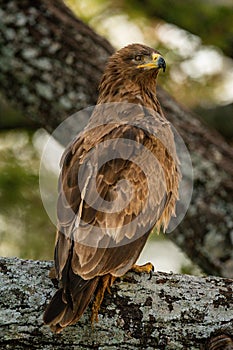 Steppe eagle perched on branch stretches neck