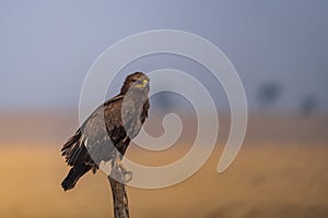 Steppe Eagle perching on a branch